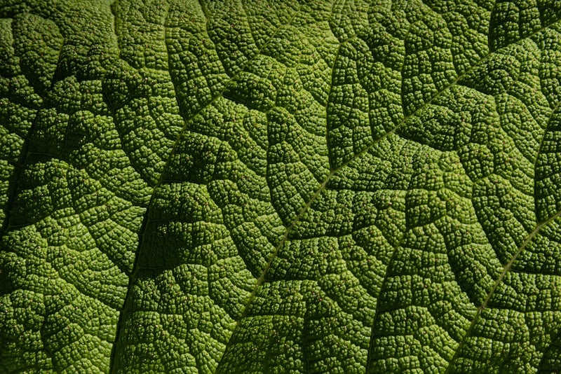 Botanic Patterns