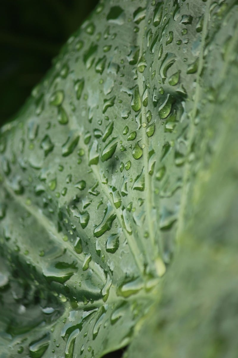 Leaf Close-ups