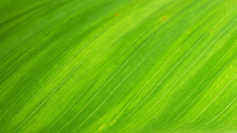 Leafy Textures