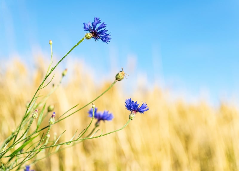 Wildflower Mixes