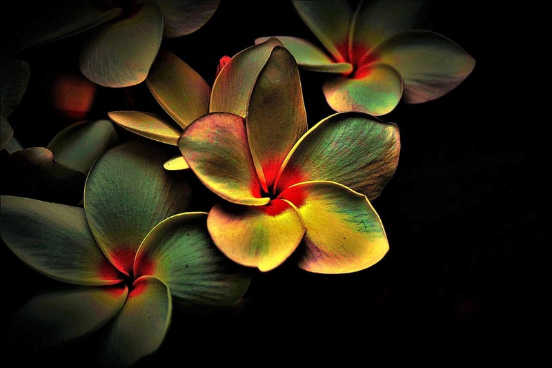 Botanical Artwork