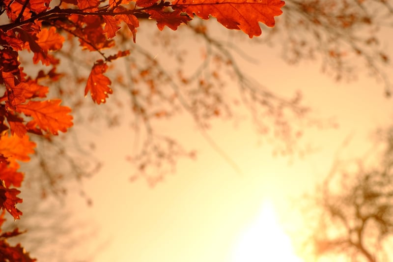 Autumn Leaves Painting