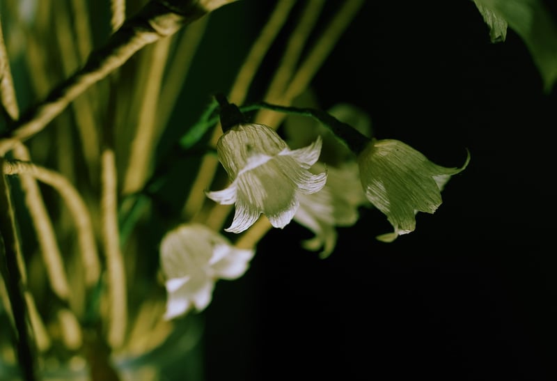 Botanical Print
