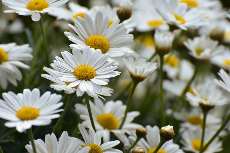 Assorted Flowers