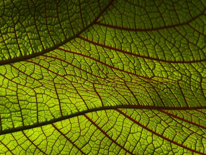 Botanic Pattern