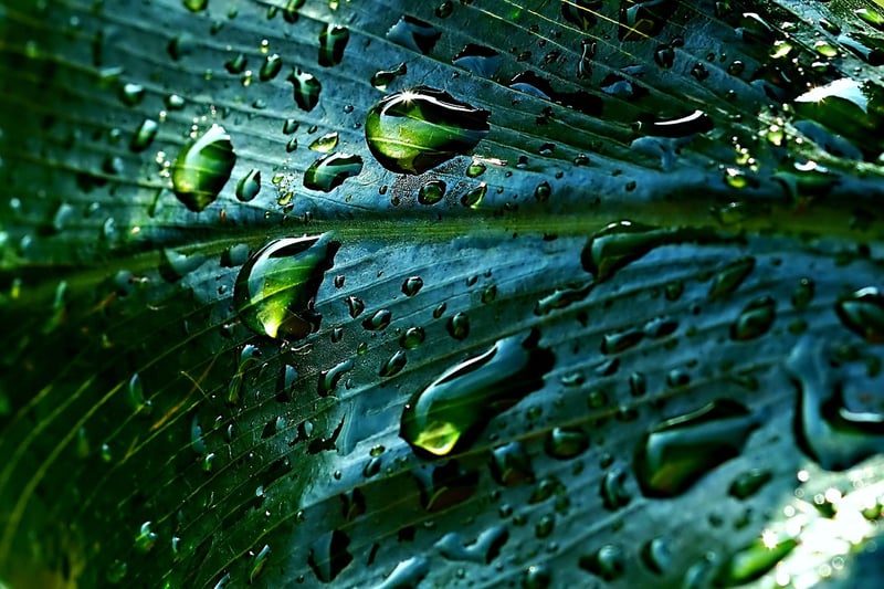 Close-up Leaf Photography